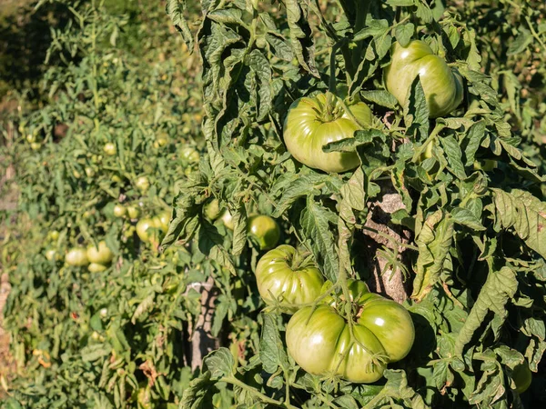 Μεγάλες Ντομάτες Πράσινης Ωρίμανσης Ένα Φυτό Τομάτας Ενός Οπωρώνα Που — Φωτογραφία Αρχείου