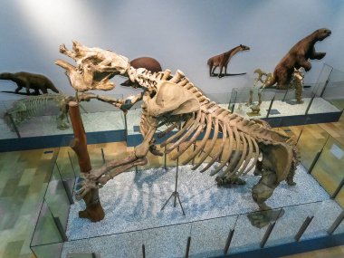 Valencia, İspanya; 10-02-2021: Valencia Doğal Bilimler Müzesi 'nde yer alan büyük bir yer tembel hayvanı olan Megaterium' un (Megatherium) tam iskeletinin üst görüntüsü