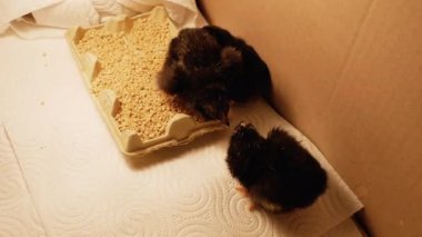 Yeni doğmuş üç civciv, bir kutunun içinde, bir mutfak kağıdının üzerinde, yükselen bir ışığın altında gagalıyorlar ve yeni dünyayı keşfediyorlar., 