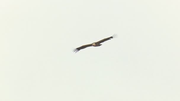 大翼展的秃鹰 独自飞翔 翅膀展开 侧翼长满了特有的羽毛 背衬着白云的天空 — 图库视频影像