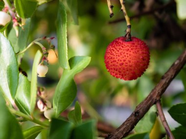 Kızıl Madrone çalılarının (Arbutus unedo) sonbaharda toplanmaya hazır meyvelerinin Macro görünümü