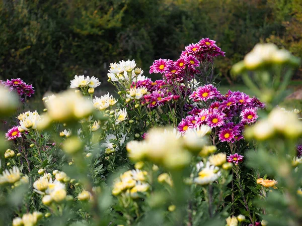 Belo Jardim Flores Grandes Crisântemos Roxos Cercados Por Mais Flores — Fotografia de Stock