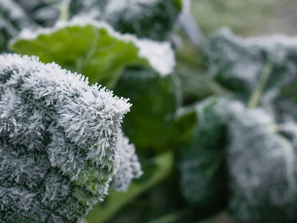 Μακροσκοπική Άποψη Λαχανίδας Brassica Oleracea Var Φύλλα Viridis Καλυμμένα Παγετό — Φωτογραφία Αρχείου