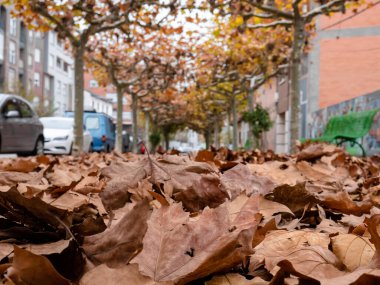 Sonbahar aylarında şehir parkında yürürken muz ağaçlarının gölgelerinin (Platanus hispanica) düşüşünden sonra yere saçılmış ve yığılmış kuru yaprakların makro görüntüsü
