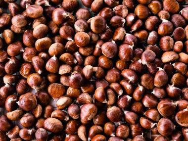 Kestaneden (Castanea sativa) toplanmış taze kestane yığınının hava görüntüsü, Bierzo 'nun tüketime hazır bu değerli meyvesinin doğal bir arka planını oluşturuyor.