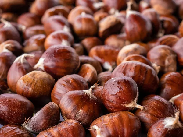 Makro Widok Stosu Świeżo Zebranych Kasztanów Kasztanowca Castanea Sativa Nagromadził — Zdjęcie stockowe