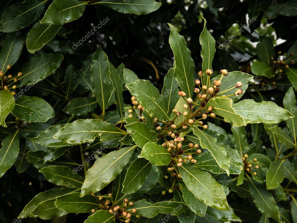 Hojas de laurel (Laurus nobilis) rodeadas de bayas amarillas que crecen