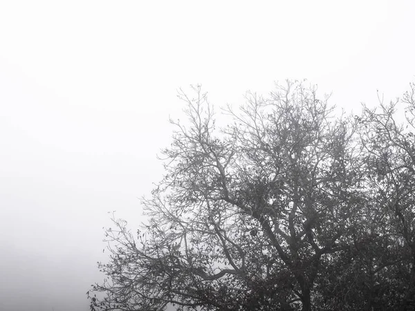 Ramas Nogal Juglans Regia Rodeadas Niebla Durante Una Mañana Invierno —  Fotos de Stock