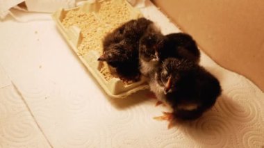 Yeni doğmuş üç civciv, bir kutunun içinde, bir mutfak kağıdının üzerinde, yükselen bir ışığın altında gagalıyorlar ve yeni dünyayı keşfediyorlar., 