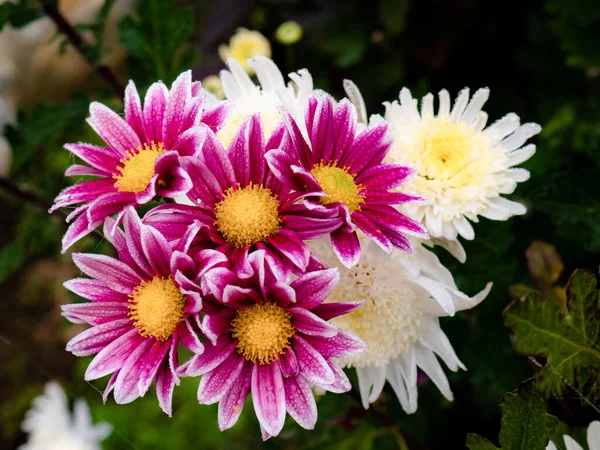 식물에서 나오는 국화꽃들이 모습을 공중에서 정원에서 꽃다발을 이루고 — 스톡 사진