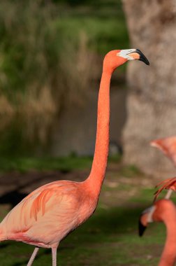Karayip flamingo flamingosu çimlerin üzerinde, arka planda ağaçlar olan bir göletin yanında duruyor.