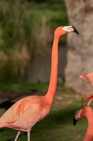 Flamingo Del Caribe Pie Sobre Hierba Cerca Estanque Con Árboles — Foto de Stock