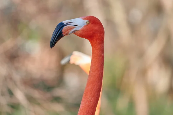 Primer Plano Del Cuello Cabeza Flamenco Caribeño — Foto de Stock