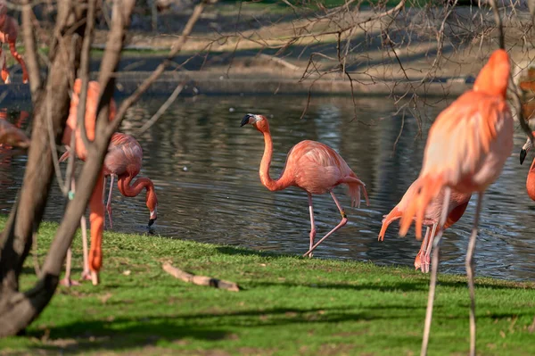 Manada Flamencos Los Alrededores Estanque Mientras Uno Ellos Sale Del — Foto de Stock