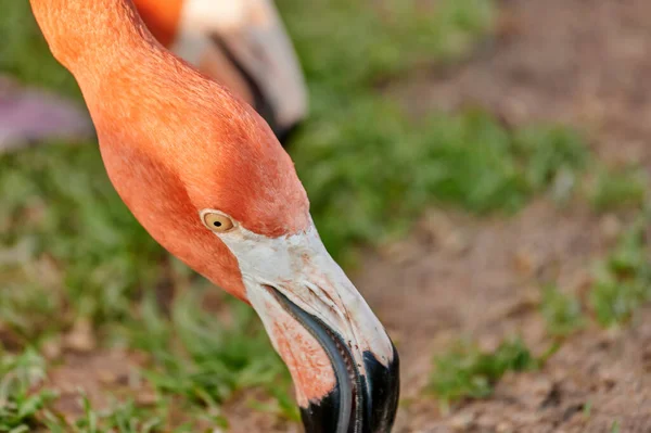 Primer Plano Del Cuello Cabeza Flamenco Caribeño Mientras Alimenta — Foto de Stock