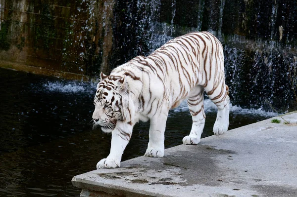 Tigre Bengala Branco Cativeiro Caminhando Através Seu Recinto Direção Uma — Fotografia de Stock