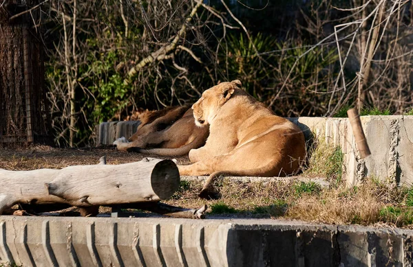 Beautiful Female Lion Panthera Leo Lying His Zoo Enclosure — стоковое фото