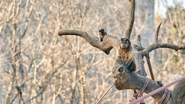 Scimmie Cappuccine Sedute Ramo Albero Guardando All Orizzonte — Foto Stock