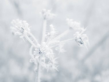 Tamamen donmuş ve kar ve buzla kaplı bir ağacın dalında kalın bir kar tabakası gün doğumunda kış görüntüsü verir.