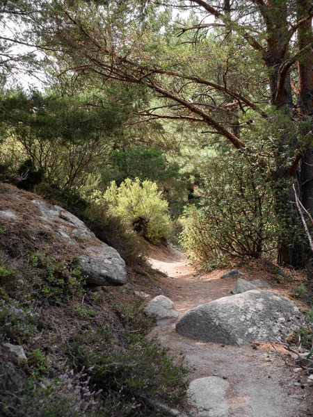 Büyük kayalarla çevrili toprak ve taşlardan oluşan bir ormanda oluşturulan yol ve bir çam ağacının dev dalları ve farklı türdeki ağaçlar günün tadını çıkarmak için mükemmeldir.