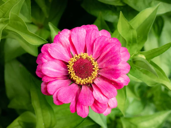 Vista Aérea Uma Flor Zinnia Com Pétalas Roxas Grandes Estames — Fotografia de Stock