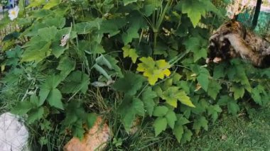 4K yavaş çekim videosunda, bir kayanın üzerine tünemiş ve etrafı yapraklarla çevrili küçük bir kedi yavrusu avcısına doğru hiç şansı olmayan uzak bir böceği yakalamak için havada sıçrıyor.