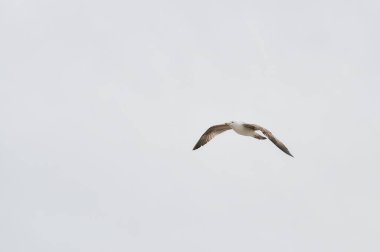 Bulutlu bir günün karanlık gökyüzünde, okyanusun üzerinde uçan martı.