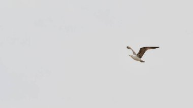 Bulutlu bir günün karanlık gökyüzünde, okyanusun üzerinde uçan martı.