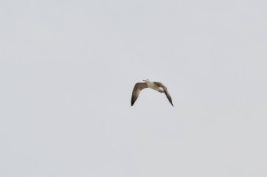 Bulutlu bir günün karanlık gökyüzünde, okyanusun üzerinde uçan martı.