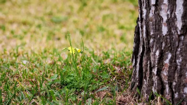 Gul Bermuda Smörblomma Oxalis Pes Caprae Blommar Nära Trädstam — Stockfoto