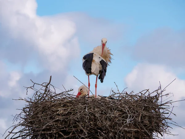A white stork looks towards the camera with its neck back while its partner incubates an egg during the winter breeding season in Spain and a beautiful sky with clouds in the background
