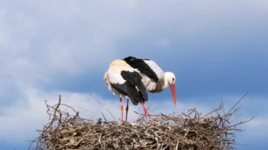 Bir çift beyaz leylek arasındaki çiftleşme anı (Ciconia ciconia), İspanya 'da kış ve kış boyunca bir lamba direğinde geniş bir dalda dişinin üzerine uzanan kanatları olan erkek.