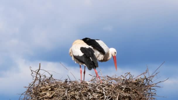 在西班牙的冬季和冬季 两只白鹤之间的交配时刻 这对白鹤在一根灯柱上的大树枝筑巢 雄鸟的翅膀比雌鸟伸展得更远 — 图库视频影像