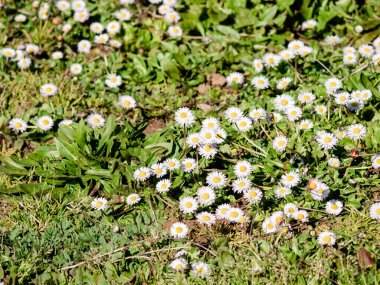 Yeşil çimen bahçesi ve bir sürü beyaz papatya (Bellis perennis) tüm tarlayı kaplar ve manzaraya bir bahar bakışı verir