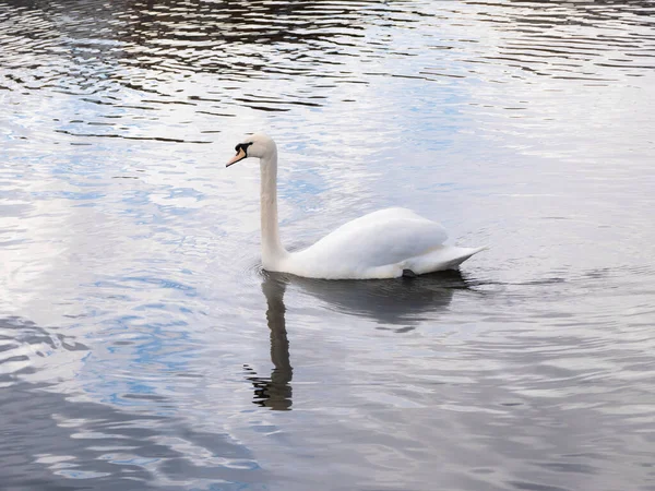 Łabędź Biały Cygnus Olor Pływa Spokojnie Powierzchni Wody Rzeki Pokazując — Zdjęcie stockowe