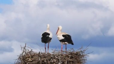 Bir çift leylek üreme mevsiminde büyük yuvalarını hazırlar ama içlerinden biri arkasını döner ve yuvanın kenarına kakasını yapar ve arka planda muhteşem bulutlu bir gökyüzü vardır.