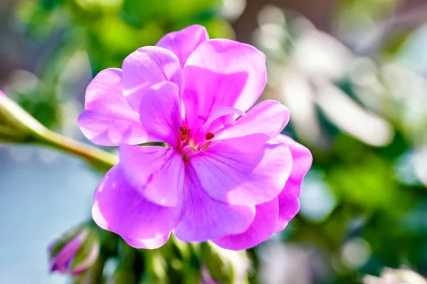 Nahaufnahme Einer Rosafarbenen Blume Von Tibouchina Glory Plant Oder Tibuchina — Stockfoto