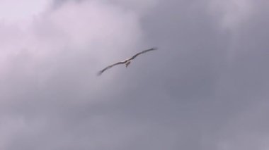 Kırsal bir kilisenin çan kulesinin çevresinde uçan beyaz leylek (Ciconia ciconia) videosu