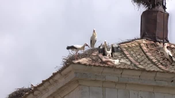 Video Van Witte Ooievaar Ciconia Ciconia Vliegend Omgeving Van Klokkentoren — Stockvideo