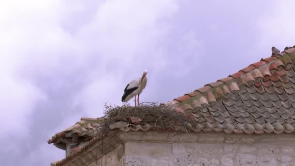 Video Cicogna Bianca Ciconia Ciconia Che Prepara Piume Mentre Appollaia — Video Stock