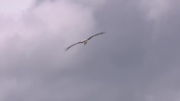 Video White Stork Ciconia Ciconia Flying Surroundings Bell Tower Rural — Vídeos de Stock