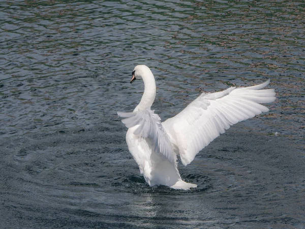 White Mute Swan Cygnus Olor Spreads Its Wings Washing Dry — 스톡 사진