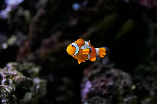 Clownfish Anemonefish Amphiprioninae Pomacentridae Family Swimming Coral Reef — Stock Photo, Image