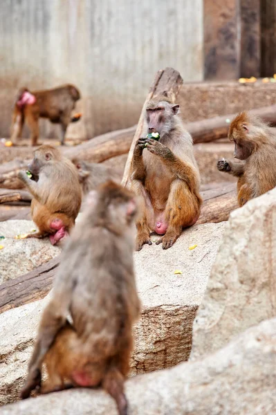 Papion Yellow Baboon Sitting Rock While Eating Courgette Surrounded Other — ストック写真