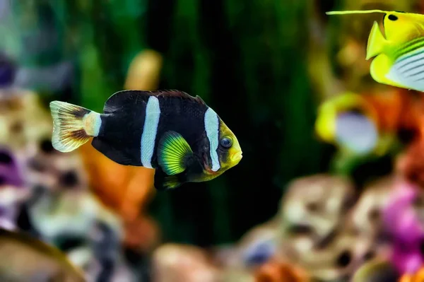 Ψάρια Κλόουν Κίτρινη Ουρά Amphiprion Clarkii Από Την Οικογένεια Pomacentridae — Φωτογραφία Αρχείου