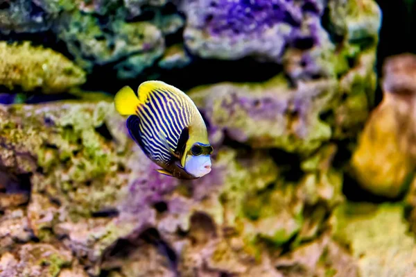 Nice Blue Yellow Striped Tropical Fish Swimming Rocks Purple Green — Foto de Stock