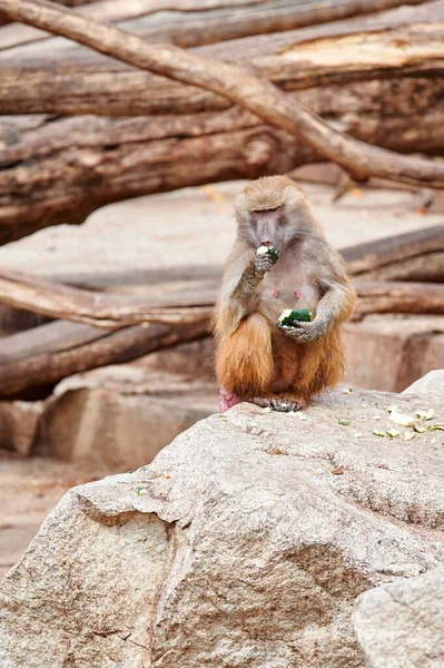 Papion Yellow Baboon Sitting Rock While Eating Zucchini Holding One — ストック写真