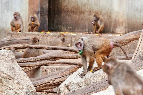 Papion Yellow Baboon Moving Rocks Carrying Piece Zucchini His Mouth — ストック写真