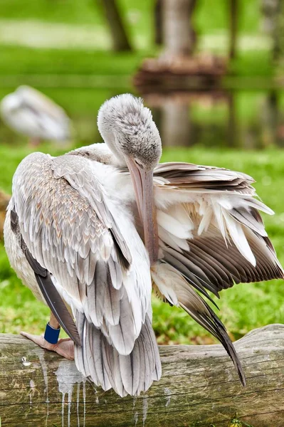 Portrait Pelican Preening Its Plumage Vegetation Trees — Foto de Stock