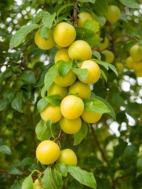 Mirabelle eriği kümesi (Prunus domestica var. Ağaçların dallarında yetişen yeşil yapraklardan oluşan bir battaniye.